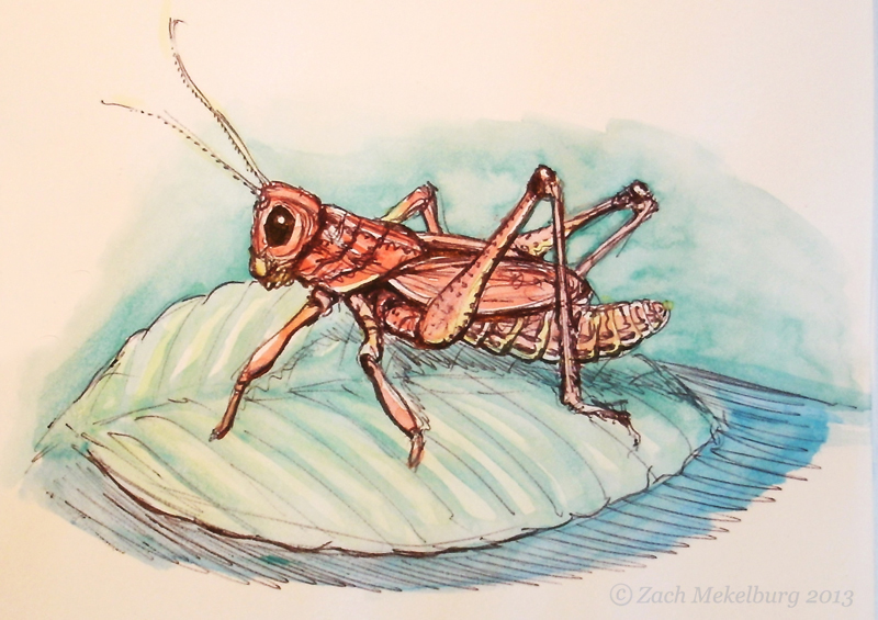 800x565 Zach Mekelburg Grasshopper Sketch - Grasshopper Sketch