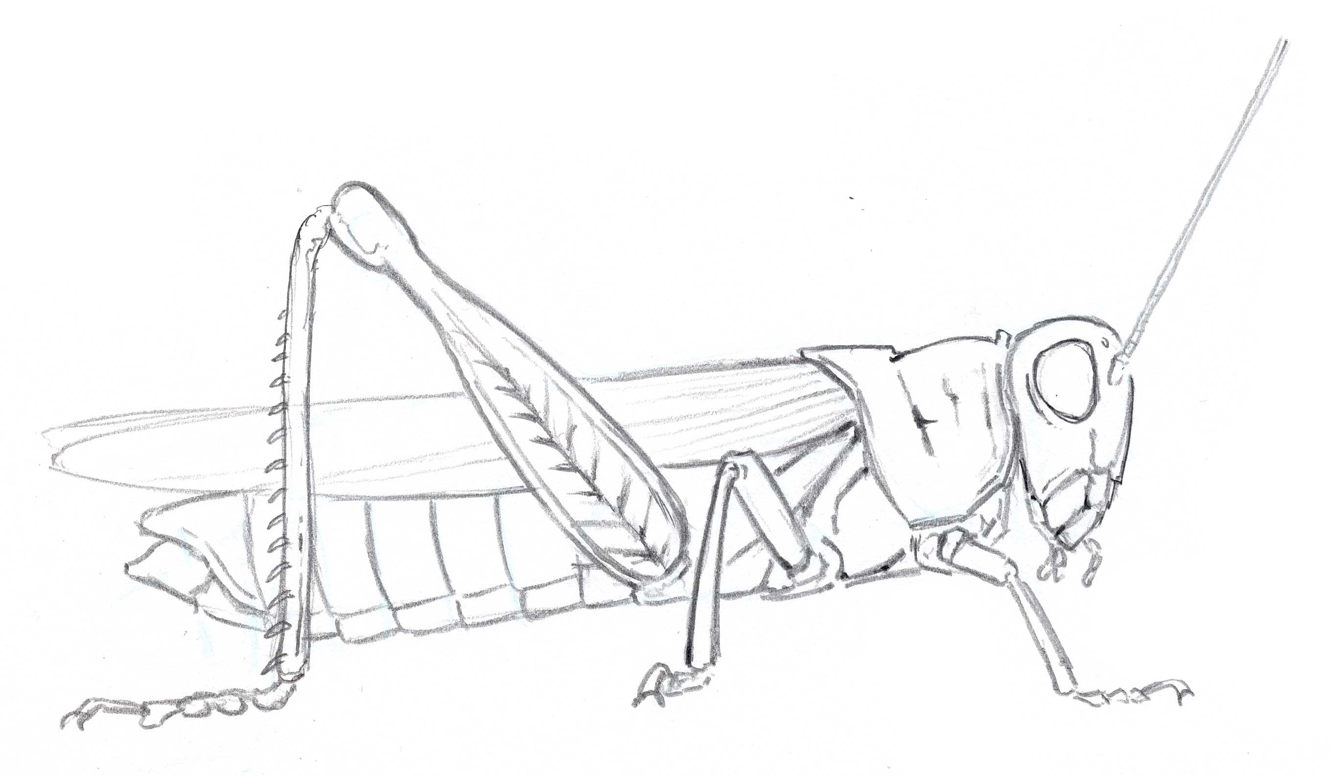 2717x1587 Grasshopper Line - Grasshopper Sketch