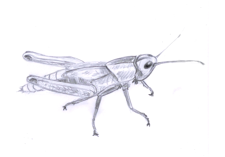 788x552 Grasshopper Sketch By Trutze - Grasshopper Sketch