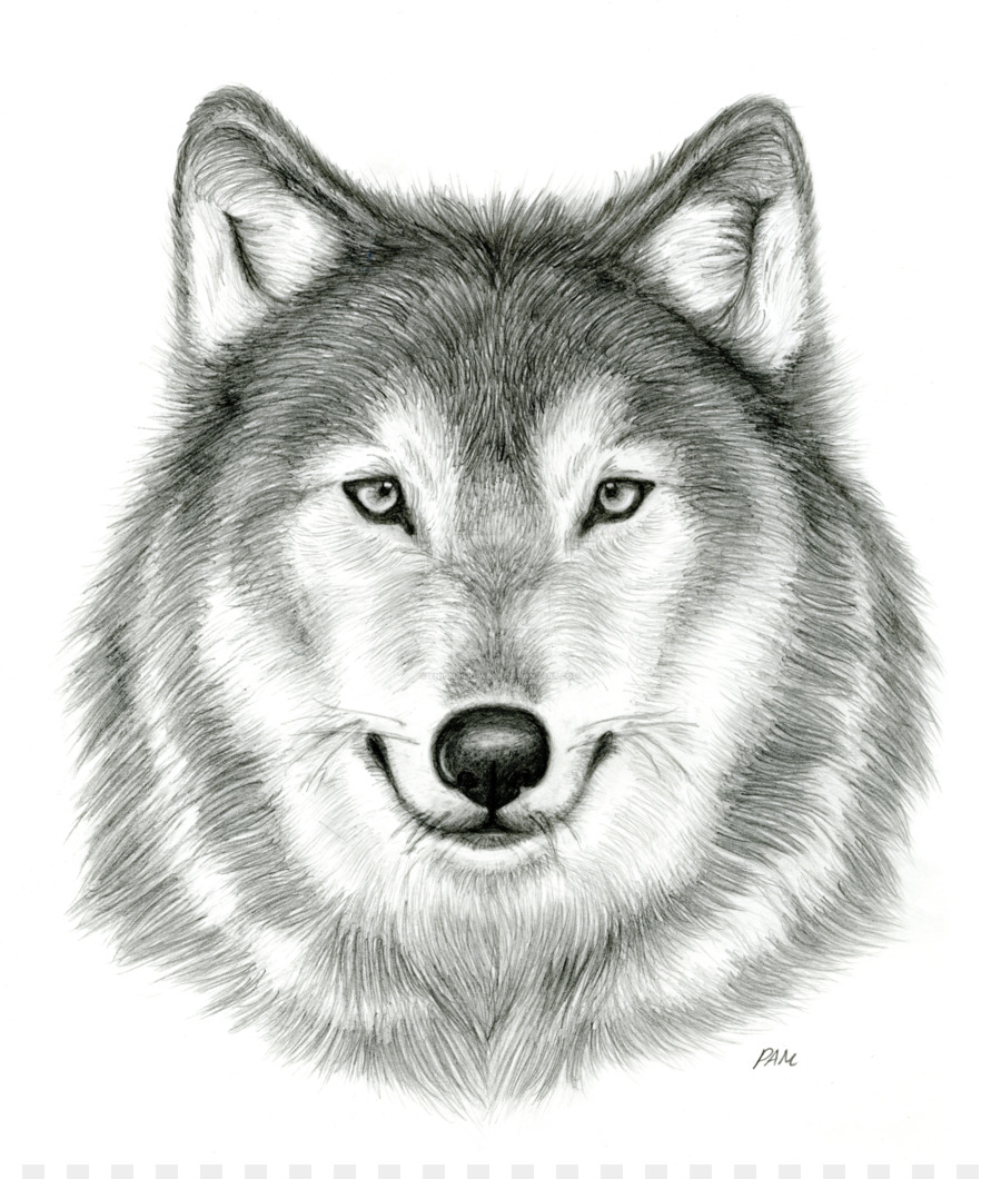 900x1060 Gray Wolf Drawing Pencil Sketch - Gray Wolf Sketch
