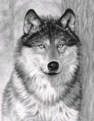 319x410 Alpha Wolf Sketching Made Easy Kit - Gray Wolf Sketch
