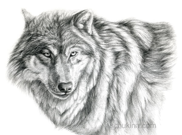 600x445 Grey Wolf - Gray Wolf Sketch