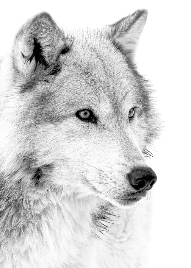642x900 Grey Wolf Profile Photograph By Athena Mckinzie - Gray Wolf Sketch