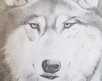 340x270 Grey Wolf Drawing Etsy - Gray Wolf Sketch