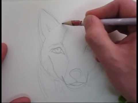 480x360 How To Draw A Gray Wolf - Gray Wolf Sketch