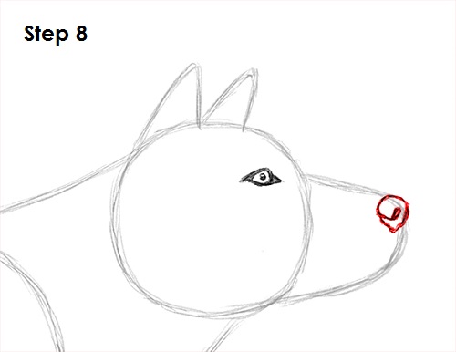 500x386 How To Draw A Wolf - Gray Wolf Sketch