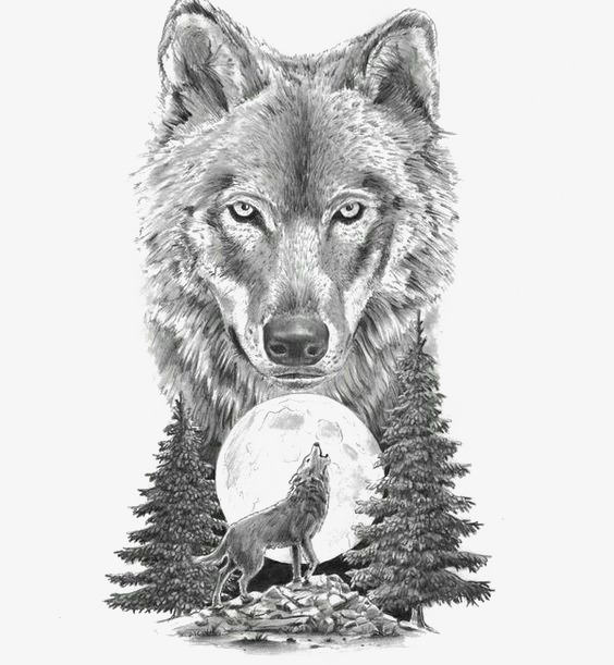 564x611 Sketch Animal Wolf, Animal Clipart, Wolf Clipart, Howl Png Image - Gray Wolf Sketch