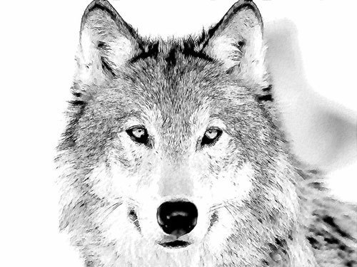 500x375 Wolves Images Wolf Sketch Wallpaper And Background Photos (916016) - Gray Wolf Sketch