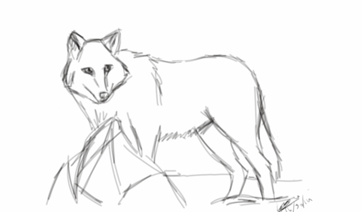 1167x684 Gray Wolf(Basic Sketch) By Alucard234564 - Gray Wolf Sketch