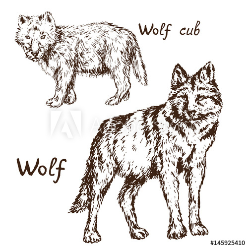 500x500 Gray Wolf (Timber Wolf Or Western Wolf) Cub And Adult Set, Hand - Gray Wolf Sketch