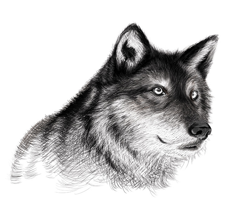 800x640 Gray Wolf Digital Drawing On Behance - Gray Wolf Sketch