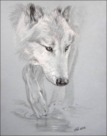 375x477 Gray Wolf Drawing By Elena Evdokimova Saatchi Art - Gray Wolf Sketch