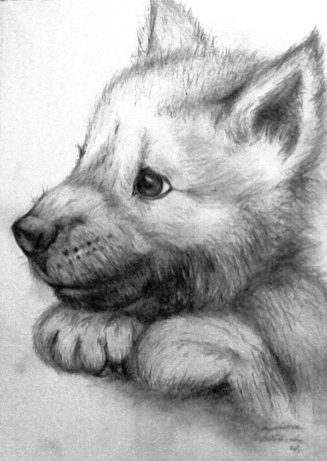 674x949 Gray Wolf Drawing - Gray Wolf Sketch
