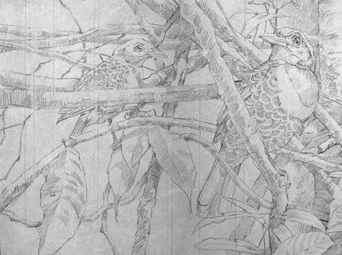 500x372 The Value Of Grayscale Studies Drawing The Motmot - Grayscale Sketch