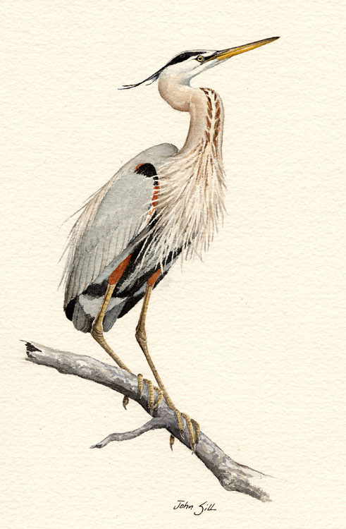 491x750 Great Blue Heron Taking Flight - Great Blue Heron Sketch