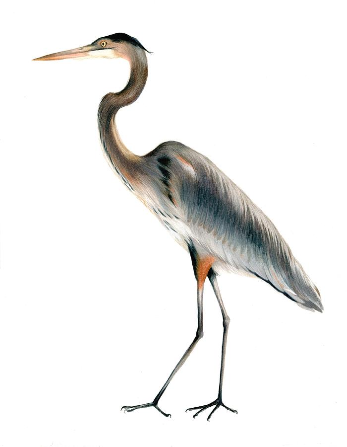 700x900 Great Blue Heron Drawings Fine Art America - Great Blue Heron Sketch