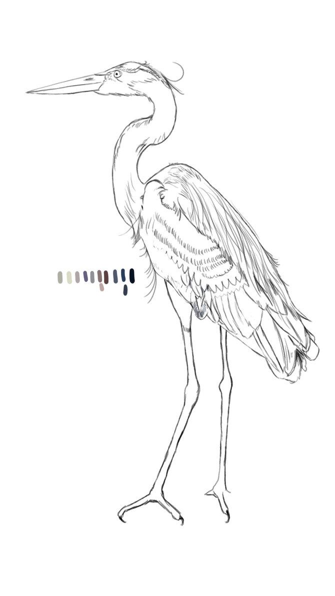 670x1191 Great Blue Heron Sketch By Kjhax - Great Blue Heron Sketch