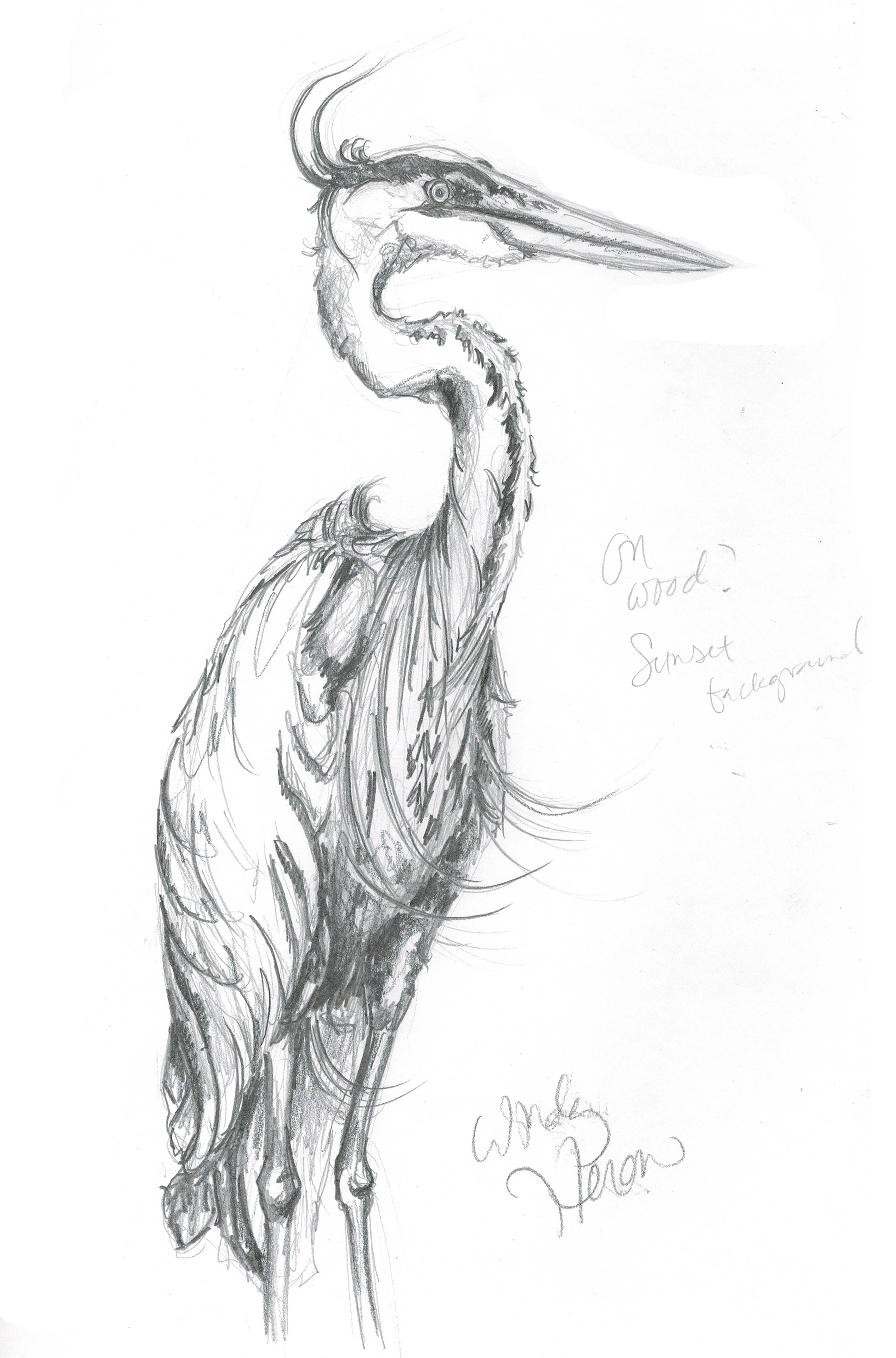 4158x6300 Great Blue Heron Sketch. Ready For Watercolor, Going To Do It - Great Blue Heron Sketch