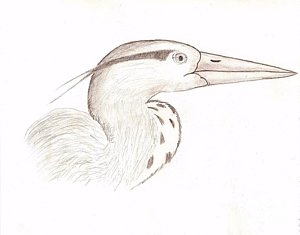300x235 Heron Sketch Drawing By Dave Knoll - Great Blue Heron Sketch