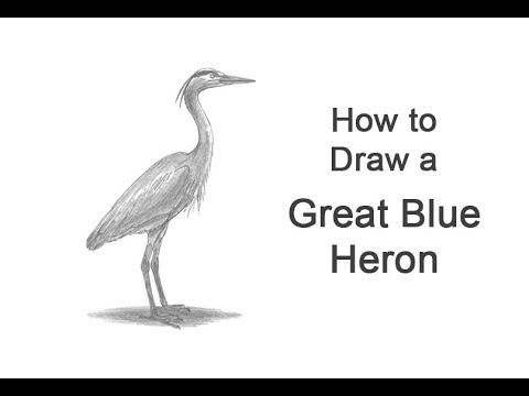 480x360 How To Draw A Great Blue Heron - Great Blue Heron Sketch