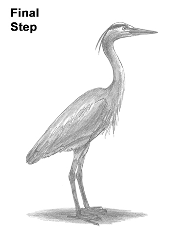 386x500 How To Draw A Great Blue Heron Video Amp Step By Step Pictures - Great Blue Heron Sketch