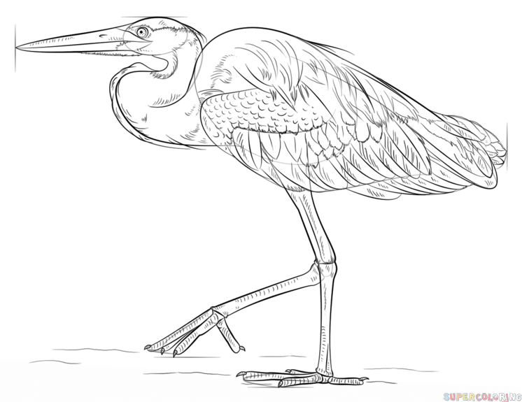 746x575 How To Draw A Great Blue Heron Step By Step Drawing Tutorials - Great Blue Heron Sketch