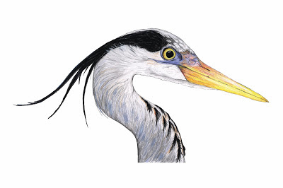 400x266 Sketching In Nature Great Blue Heron Project - Great Blue Heron Sketch