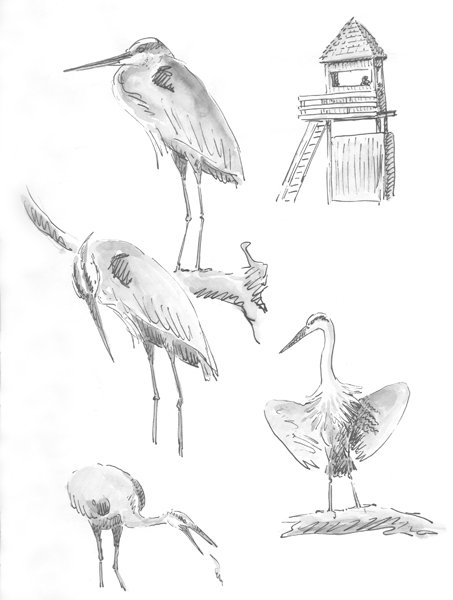 453x600 Sketching In Nature Great Blue Heron - Great Blue Heron Sketch