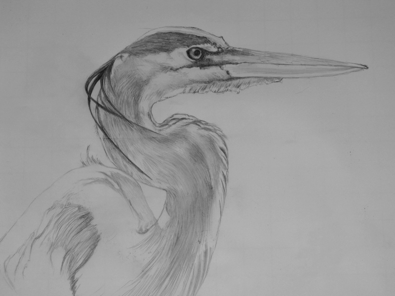 800x600 Wip Great Blue Heron - Great Blue Heron Sketch