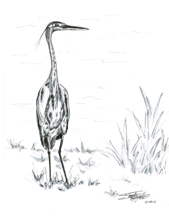 580x750 Sbwatercolors And Sketching Great Blue Heron - Great Blue Heron Sketch