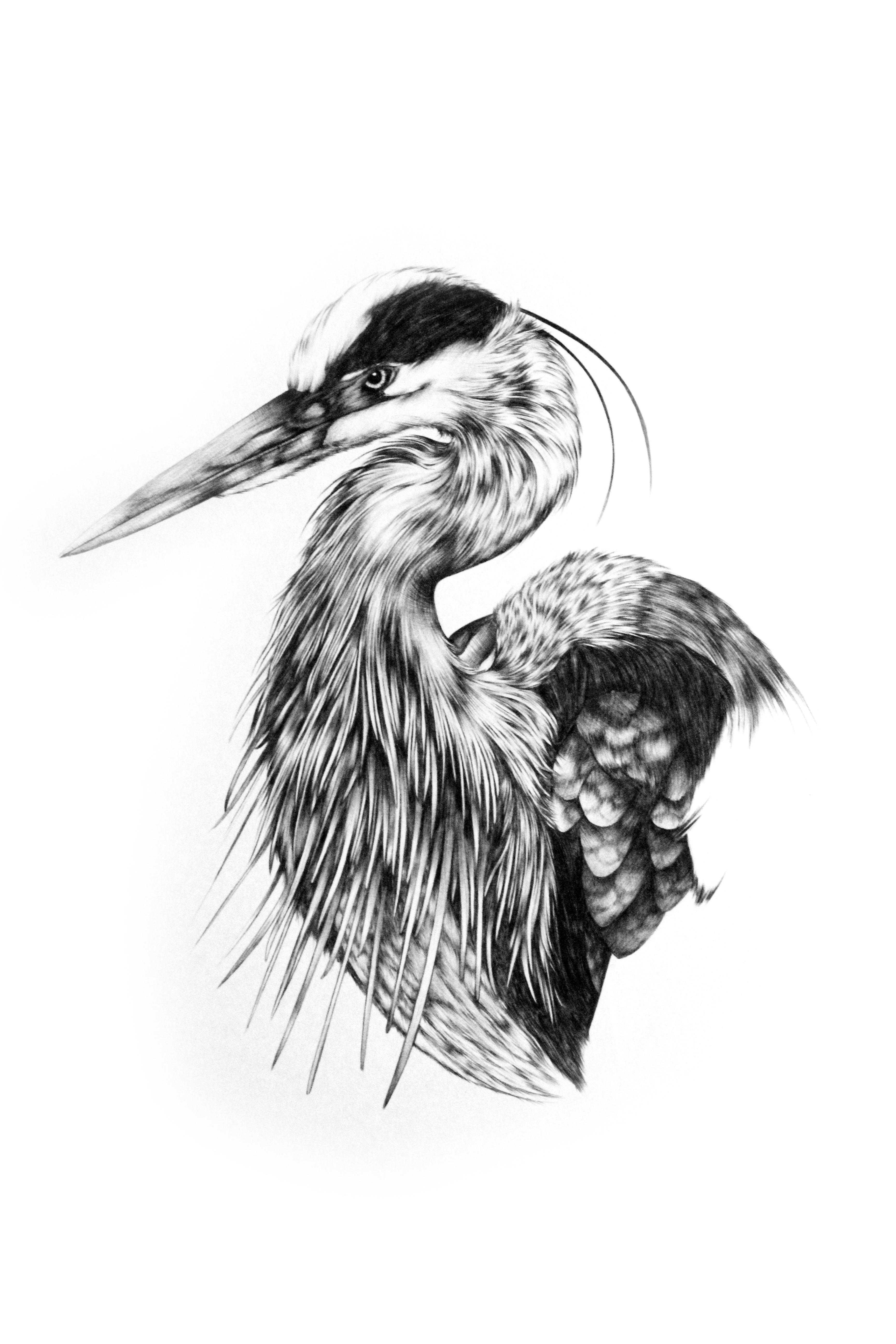 3456x5184 Great Blue Heron, Ballpoint Pen On Paper Drawing - Great Blue Heron Sketch