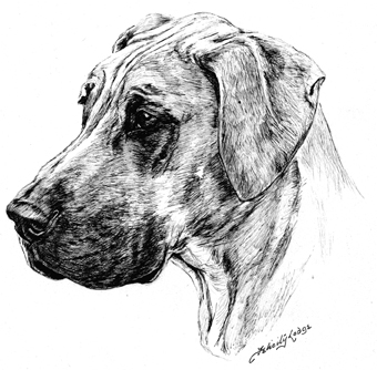 340x334 Great Dane Compliment Slips - Great Dane Sketch