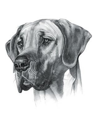 300x400 Great Dane Dog Dane Dog, Dog - Great Dane Sketch