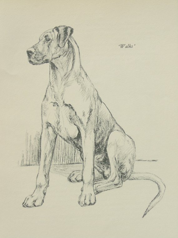 570x760 Great Dane Dog Print. Vintage Black Amp White Pencil Sketch By Etsy - Great Dane Sketch