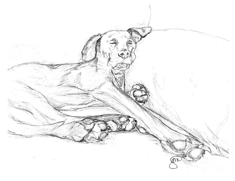 900x695 Great Dane Dog Sketch Bella Drawing By Stacey May - Great Dane Sketch
