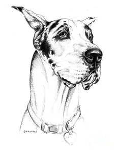 236x300 Great Dane Drawings Fine Art America - Great Dane Sketch