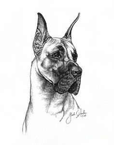 Great Dane Sketch at PaintingValley.com | Explore collection of Great ...