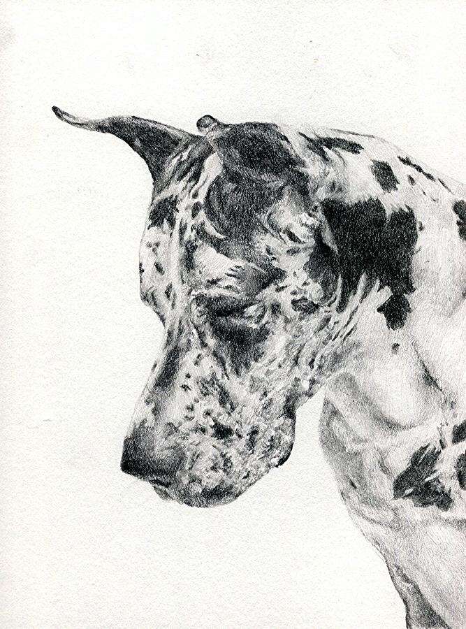 667x900 Great Dane Portrait Drawing By Olde Time Mercantile - Great Dane Sketch