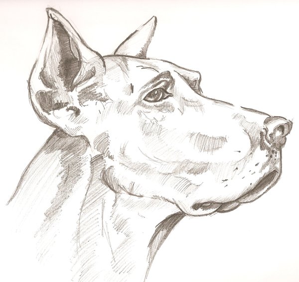 Great Dane Sketch At Paintingvalley.com 