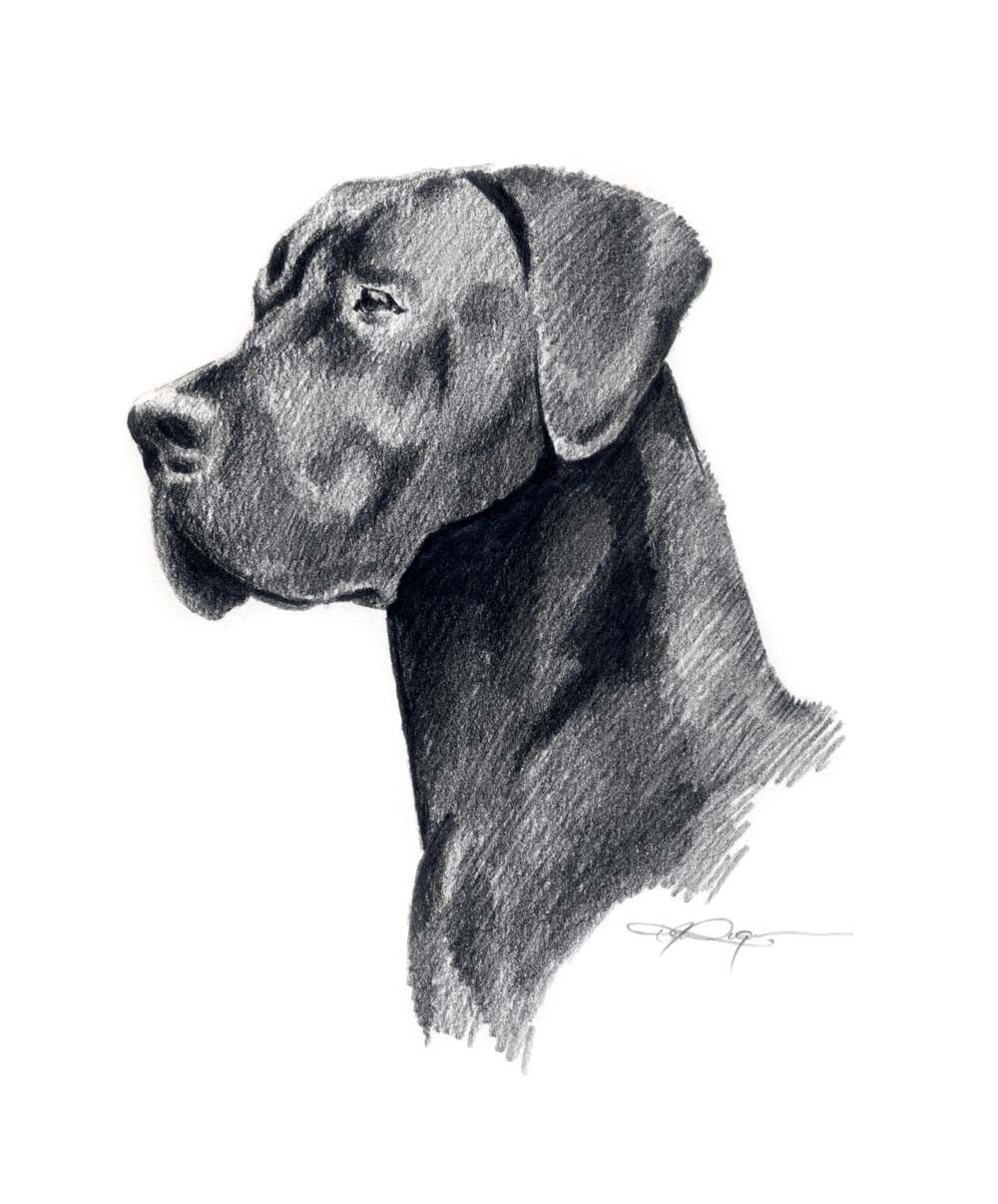 1000x1206 Great Dane Sketch - Great Dane Sketch