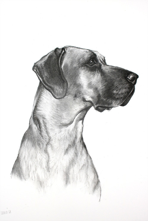 498x742 Great Dane - Great Dane Sketch