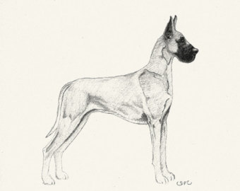 340x270 Great Dane Card Etsy - Great Dane Sketch