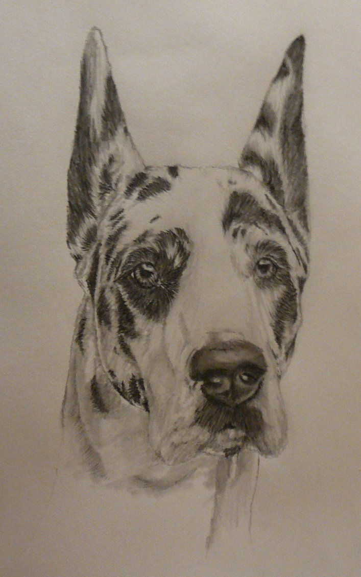707x1130 Shameera Great Dane Sketch By Xx Ashley - Great Dane Sketch