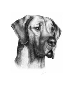 236x286 Tiger 11 X 14 Graphite Drawing Of Black Great Dane, By - Great Dane Sketch