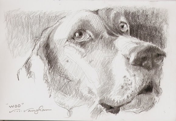 579x397 V....vaughan Arts Woo Romeo, Great Dane, Dog, Sketch - Great Dane Sketch