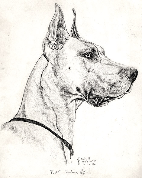 470x588 William Secord Gallery, Inc. , Great Dane Head Study, Gladys Cook - Great Dane Sketch