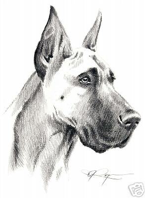 293x400 Great Dane Ii Dog Pencil Drawing 8 X 10 Art Print Signed By Artist - Great Dane Sketch
