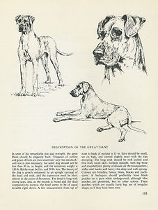 227x300 Great Dane Vintage 1963 Print Sketch - Great Dane Sketch