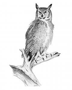 240x300 Great Horned Owl Drawing By Robert Ballard - Great Horned Owl Sketch