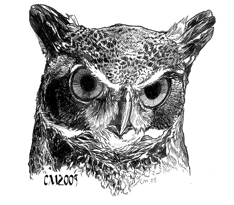 800x699 Great Horned Owl Stare By Ciameth - Great Horned Owl Sketch